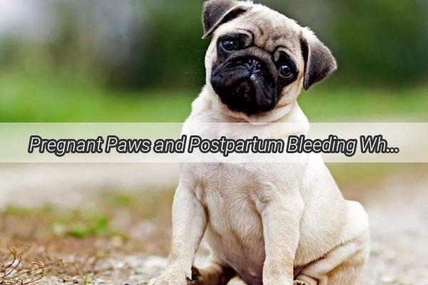 Pregnant Paws and Postpartum Bleeding What Every Dog Owner Should Know